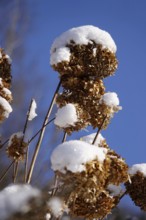 Wintertime, snow crystals, Saxony, Germany, Europe