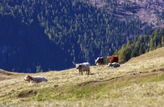 Small group of highland cattle on a hill with wooded mountains in the background