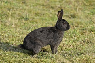 Wild rabbit (Oryctolagus cuniculus), standing on a meadow, Texel, West Frisian Islands, province of