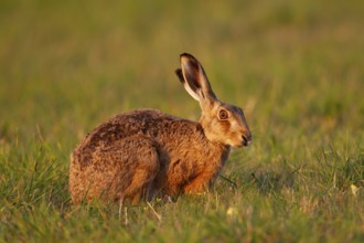 European brown hare (Lepus europaeus) adult animal in grassland, England, United Kingdom, Europe