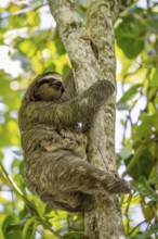 Brown-throated sloth (Bradypus variegatus) with young in a tree, Cahuita National Park, Costa Rica,