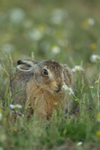 European brown hare (Lepus europaeus) adult animal resting in grassland amongst summer flowers,