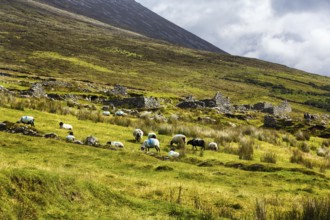 Sheep grazing in front of ruins, stone houses in a meadow, abandoned village, settlement near