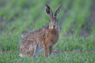 European brown hare (Lepus europaeus) adult animal in a farmland cereal crop in summer, England,