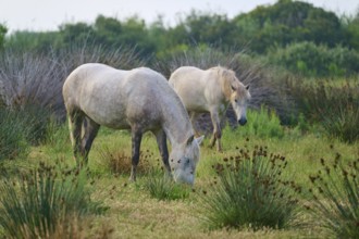 White Camargue horses grazing peacefully in a green meadow surrounded by plants and natural