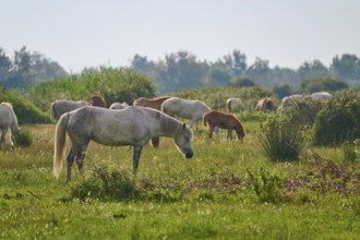 White Camargue horse herd with foals grazing on a green pasture under a cloudy sky, surrounded by