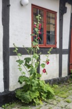 Hollyhocks at half-timbered houses in Gudhjem, Denmark, Baltic Sea, Scandinavia, Europe