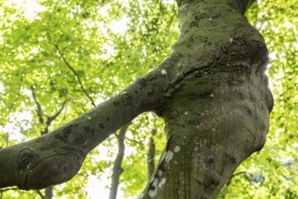 Branch, old beech tree, Humlebæk, Nivå Bugt, Hovedstaden, Øresund coast, Denmark, Europe