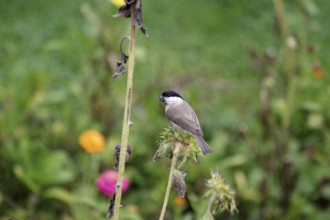 Marsh tit (Poecile palustris), songbird, sunflower, foraging, colour, autumn, The marsh tit finds