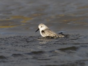 Sanderling (Calidris alba), bathing in a sea pool, island of Texel, Holland