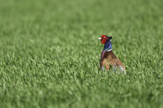 Pheasant or hunting pheasant (Phasianus colchicus), male standing in meadow, Lake Neusiedl National