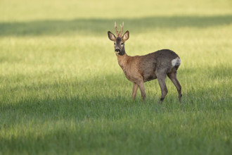 Roebuck (Capreolus capreolus), standing in a meadow, Lake Neusiedl National Park, Seewinkel,