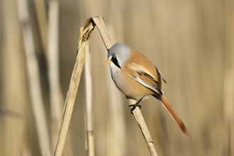 Bearded Tit (Panurus biarmicus), male, sitting on a reed stalk, Klingnau Reservoir, Canton Aargau,