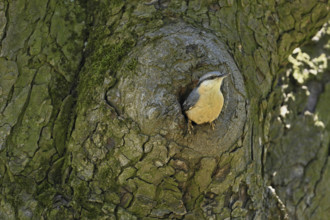 Nuthatch (Sitta europaea), looking out of its breeding den, Lake Neusiedl National Park, Seewinkel