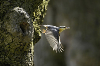 Nuthatch (Sitta europaea), taking off from its breeding den, Lake Neusiedl National Park,