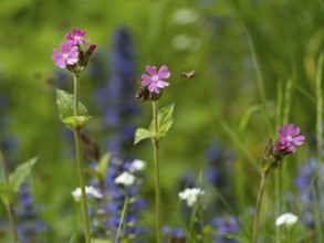 Red campion (Silene dioica), flowers, one being approached by an insect in flight, Hesse, Germany,