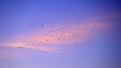 White-fronted goose (Anser albifrons), a flock of wild geese flies at dawn, Lower Rhine, North