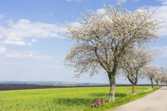 Fruit tree avenue in blossom, cherry tree (prunus) in blossom next to an almost blossoming rape