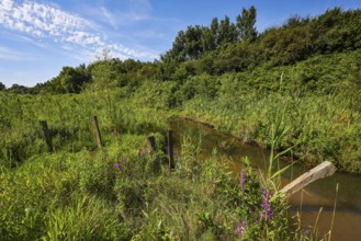 Bottrop-Gladbeck, North Rhine-Westphalia, Germany, Renaturalised Boye, the tributary of the