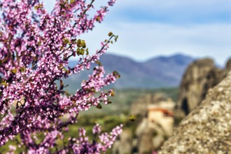 Pink blossoms of the Judas tree (Cercis), love tree, view of the valley of Meteora, blue sky,