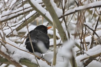 Blackbird, Wintertime, Germany, Europe