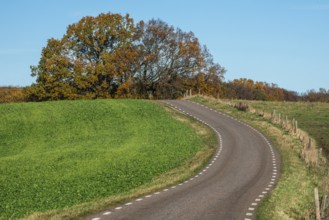 Curvy road through landscape in autumn and by fields with recently sown rapeseed in Ystad