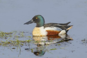 Shoveler (Spatula clypeata) in a wet meadow, spring, wildlife, Hüde, Ochsenmoor, Lake Dümmer, Hüde,