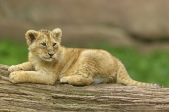 A lion cub on a log in a natural environment, captive, Germany, Europe