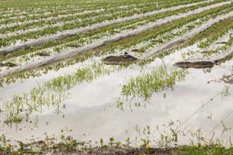 Young vegetable crops protected by plastic sheeting growing in field flooded and damaged by heavy