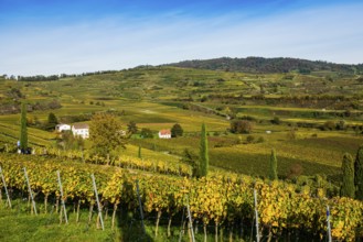 Vineyards and winery with palm trees and cypresses in autumn, Blankenhornsberg, near Ihringen,