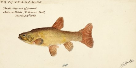 Tench, Tinca tinca, tench or doctor fish, fish, reproduction of an original, by Frank Edward Clarke