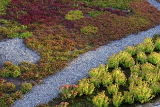 Roof greening, dry plants, succulents, Pustertal, South Tyrol, Italy, Europe