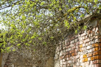 Overgrown branches of a Sambucus nigra (Sambucus nigra) with fresh leaves, growing over a wall,