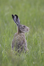 European hare (Lepus europaeus), standing in meadow, Lake Neusiedl National Park, Burgenland,