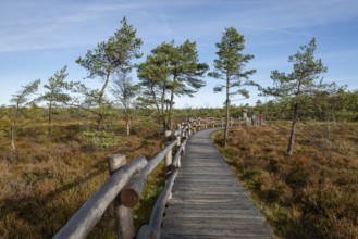 Plank path through the Black Moor, blue sky, near Fladungen, Bavarian Rhön Biosphere Reserve,