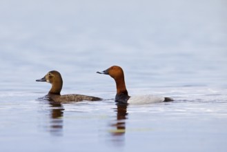 Common pochard pair, European pochard (Aythya farina, Anas ferina) male and female swimming in pond