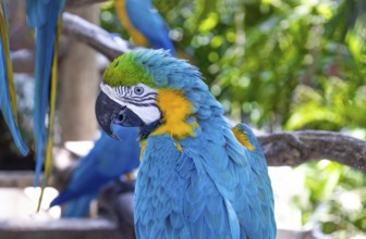 Blue and yellow jungle macaw parrot with open beak friendly staring at camera