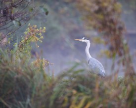 Grey heron (Ardea cinerea), Germany, Europe