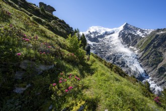 Mountaineer between alpine roses on a hiking trail, impressive mountain landscape with glacier,