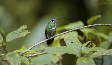 Green-fronted Brilliant Hummingbird (Heliodoxa jacula) sitting on a branch, Monteverde Cloud