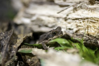 Small frog on the forest floor, at night, Puntarenas province, Costa Rica, Central America