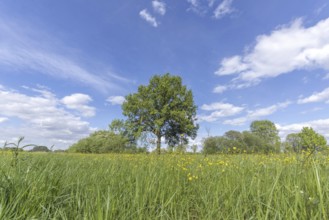 A large tree stands in a field of grass. The sky is clear and blue, with a few clouds scattered