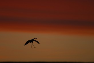 Crane (Grus grus), Hornborgorsjön, Sweden, Europe