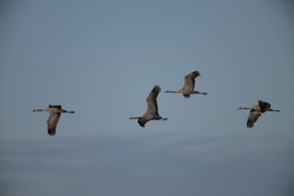 Crane (Grus grus), Hornborgorsjön, Sweden, Europe