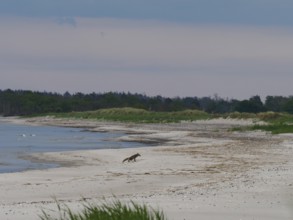 A female red fox (vulpes vulpes) marks her territory, coast, Baltic Sea, Mecklenburg-Western