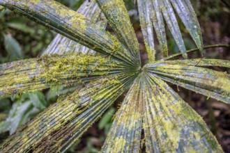 Moss growing on a leaf in the tropical rainforest, Corcovado National Park, Osa Peninsula,