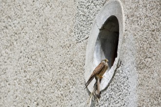 Kestrel (Falco tinnunculus) at the breeding site, Common Kestrel at the entrance hole of a house