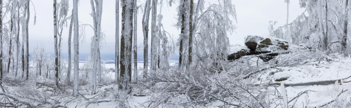 Winter landscape on the summit of the Czorneboh, trees thickly laden with snow and hoarfrost,