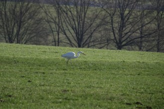 Great White Egret in a field, winter, Bavaria, Germany, Europe