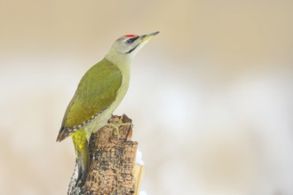 Grey-headed Woodpecker (Picus canus), male sitting on a tree stump, Wildlife, Animals, Birds,